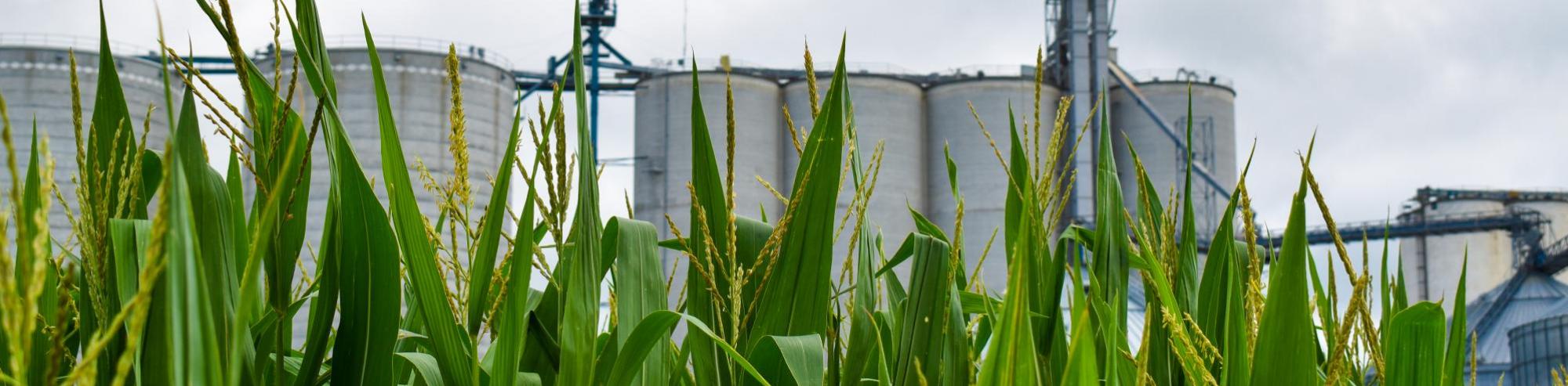 corn with grain bins behind